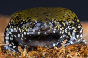 Termite Frog For Sale
