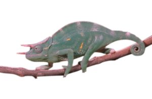 Three Horned Chameleon for Sale