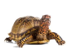 Three Toed Box Turtle For Sale | In Stock Now - Exotic Pet Reptiles For Sale
