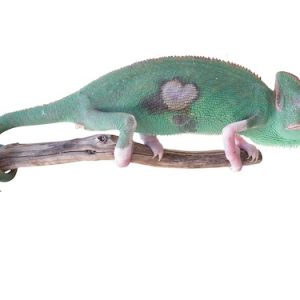 Translucent Veiled Chameleon for Sale