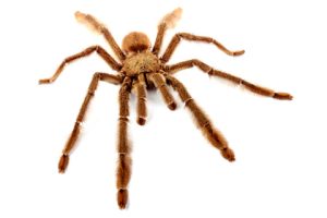 Trinidad Chevron Tarantula For Sale