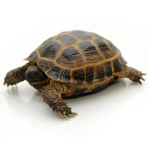 Russian Tortoise For Sale | In Stock Now - Exotic Pet Reptiles For Sale