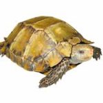 Impressed Tortoise For Sale | In Stock Now - Exotic Pet Reptiles For Sale