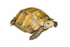 Impressed Tortoise For Sale | In Stock Now - Exotic Pet Reptiles For Sale