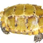 Impressed Tortoise For Sale | In Stock Now - Exotic Pet Reptiles For Sale