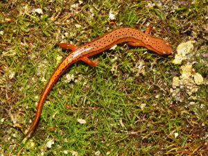southern two-lined salamander