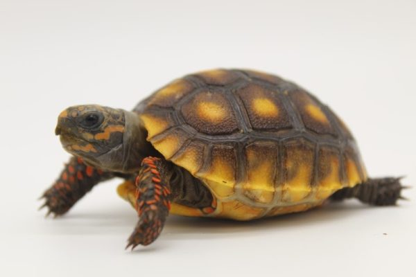 Red Foot Tortoise For Sale | In Stock Now - Exotic Pet Reptiles For Sale