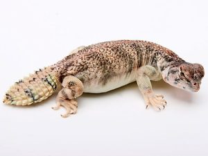 Omani Uromastyx For Sale