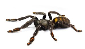 Venezuelan Sun Tiger Tarantula For Sale
