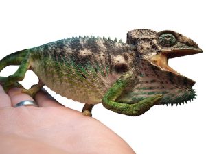 Giant Spiny Chameleon for Sale