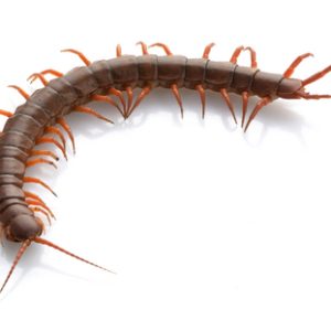 Vietnamese Centipede For Sale