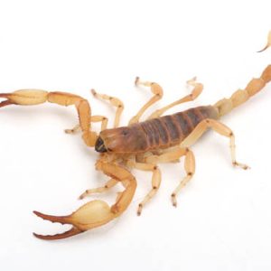 Wahlberg's Burrowing Scorpion For Sale