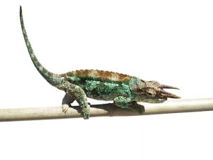 Werner's Chameleon For Sale