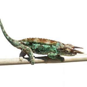 Werner's Chameleon For Sale