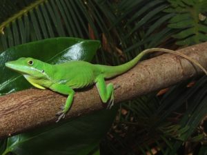 White lipped Anole For Sale