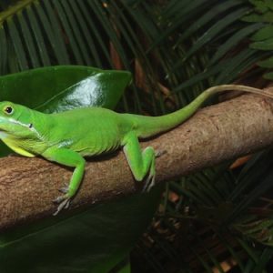 White lipped Anole For Sale