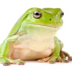 Whites Tree Frog For Sale