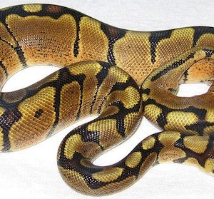 Woma Ball Python For Sale| In Stock Now, Don't Miss - Exotic Pet Reptiles For Sale