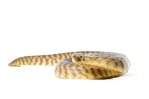 Woma Python For Sale
