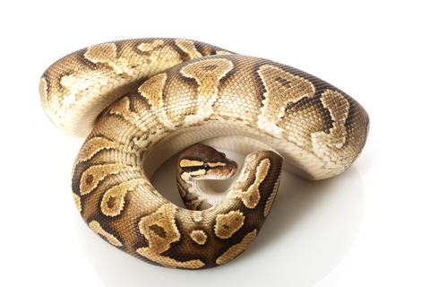 Yellow Belly Ball Python For Sale