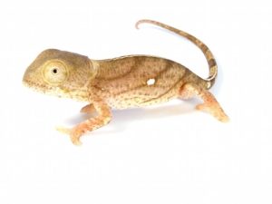 Parson's Chameleon for Sale