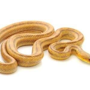 Yellow Rat Snake For Sale