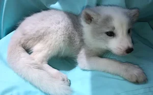 Baby Silver Fox