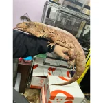 Argentine Red Tegus - Image 2