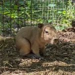 Baby Capybara - Image 2