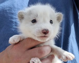 Baby Silver Fox - Image 2