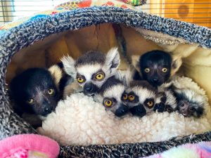 Baby Ring Tailed Lemur