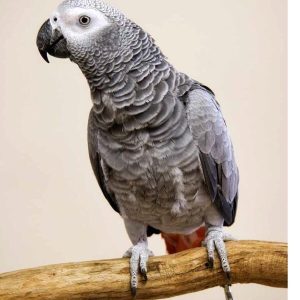 African Grey Congo parrots for sale online at Exotic Pet Reptile shop