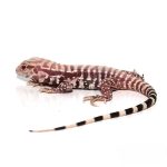 Baby Albino Purple Ice Tegu
