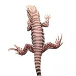 Baby Albino Purple Ice Tegu - Image 2