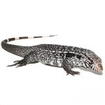 Anery Snowmaker Tegu