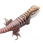 Baby Albino Black Ice Tegu - Image 2