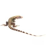 Baby Albino Blue Tegu - Image 2