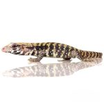Baby Albino Blue Tegu - Image 3