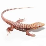 Baby Albino Cherry Ice Tegu