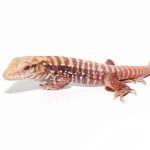 Baby Albino Cherry Ice Tegu - Image 2