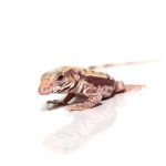 Baby Albino Lemon Ice Tegu