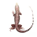 Baby Albino Tiger Ice Tegu - Image 2