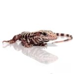 Baby Albino Tiger Ice Tegu