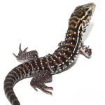 Baby Anery Red Tegu - Image 2