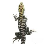 Baby Anery Super Red Tegu - Image 2