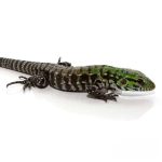 Argentine Black And White Tegu (Jaguar Line)