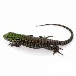 Argentine Black And White Tegu (Jaguar Line) - Image 2