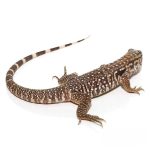 Baby Black Flame Tegu - Image 2