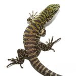 Baby Bruiser Tegu - Image 2