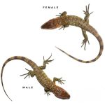 Baby Caiman Lizard - Image 2